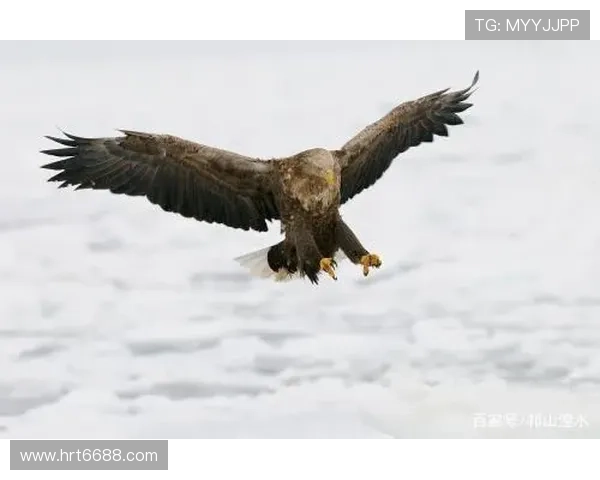 《雪域雄鹰》：高原之上，铁翼生风，铸就信仰之魂