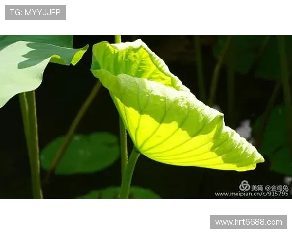 杨蓉：荧屏上的百变精灵，古韵今风的东方韵味